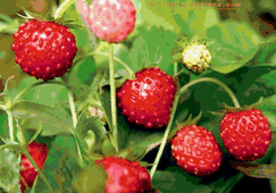 земляника - ягоды, земляника - предпросмотр