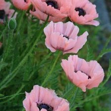 Схема вышивки «№190702»