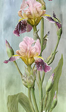 Схема вышивки «Ирисы»