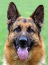 Схема вышивки «Мухтар»