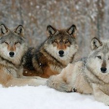 Схема вышивки «лайки на отдыхе»