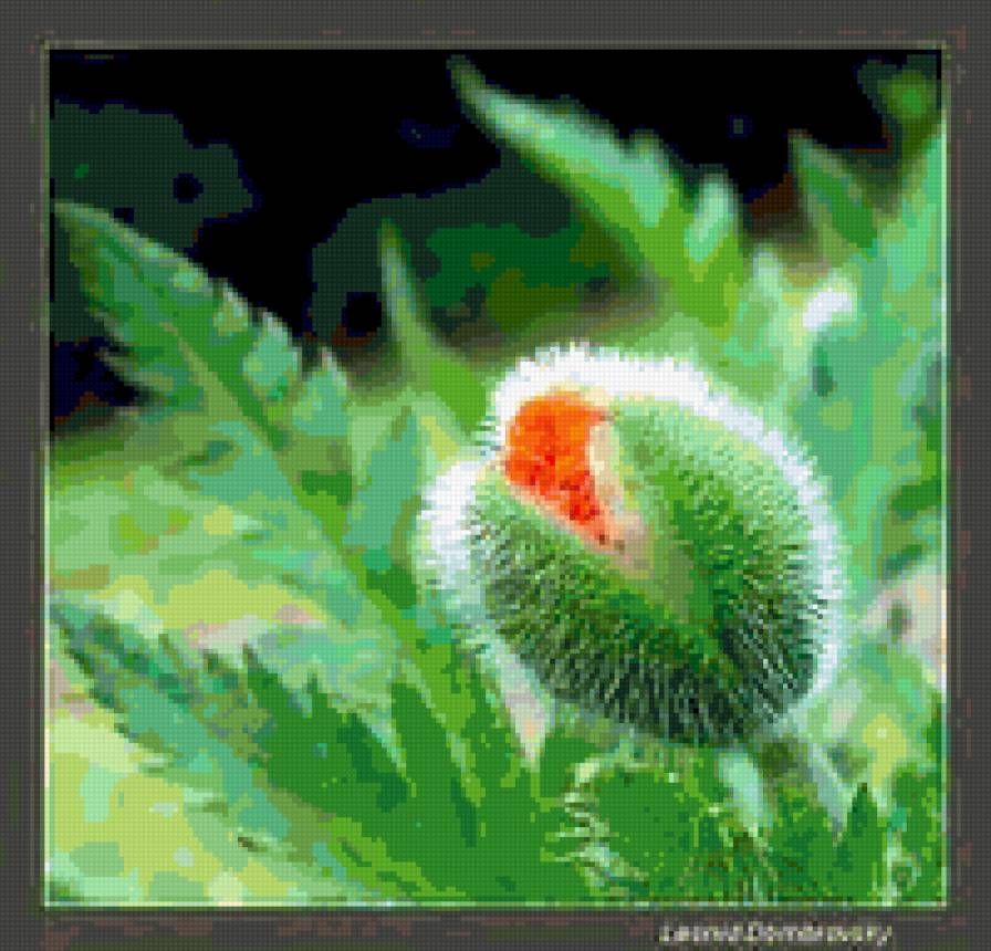 мак - мак - предпросмотр