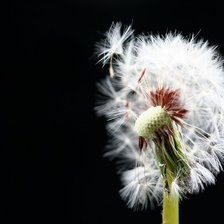 Схема вышивки «одуванчик»