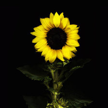 Схема вышивки «подсолнух»