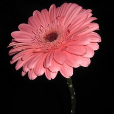 Схема вышивки «гербер»