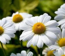 Схема вышивки «ромашка»