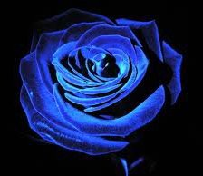 Схема вышивки «синяя роза»