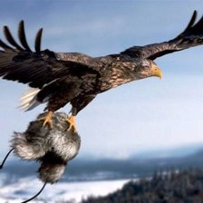 Схема вышивки «орел»