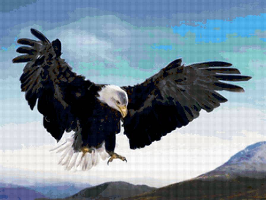 орел - горы, орлы, полет, большие птицы, хищные - предпросмотр