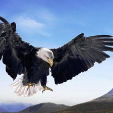 Схема вышивки «орел»