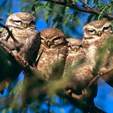 Схема вышивки «совушки»