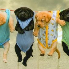 Схема вышивки «щенята»