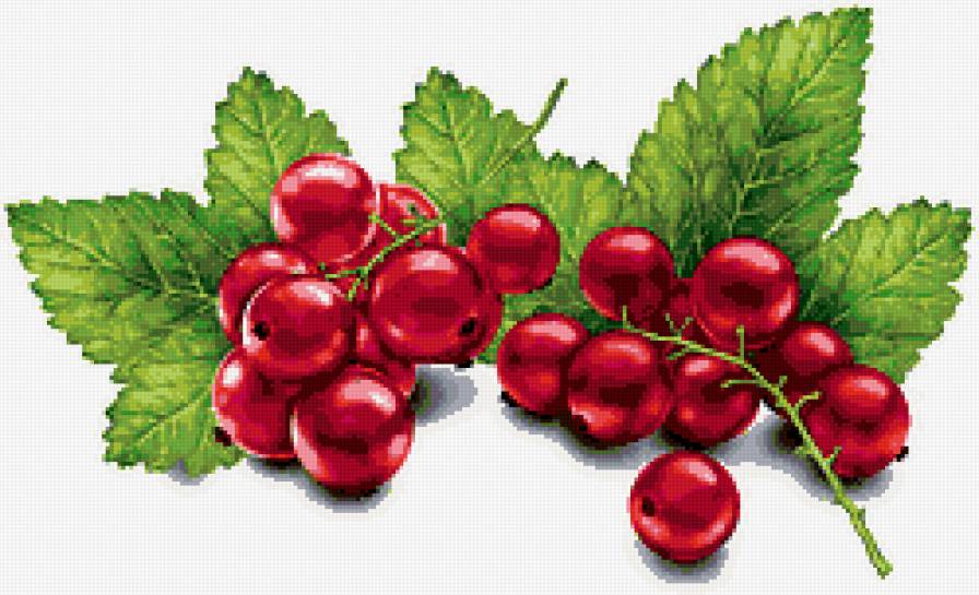 Красная смородина - смородина - предпросмотр