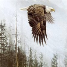 Схема вышивки «орел»