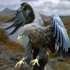 Схема вышивки «орел»