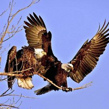 Схема вышивки «орлы»