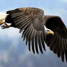 Схема вышивки «орел»