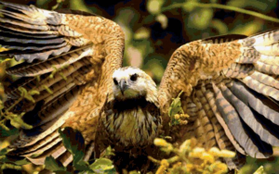 птенец - орлы, большие птицы, коршун, хищные, полет - предпросмотр