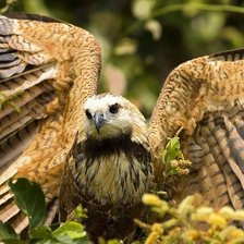 Схема вышивки «птенец»