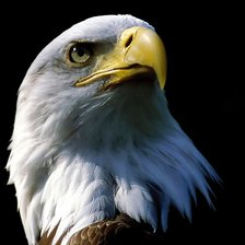 Схема вышивки «орел»