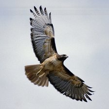 Схема вышивки «орел»