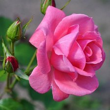 Схема вышивки «Роза»