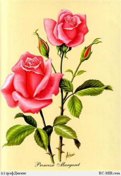 красные розы - розы - оригинал