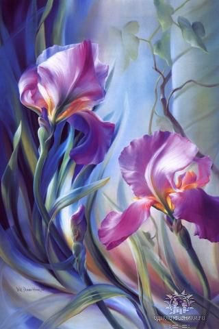 Ирисы - цветы, ирисы - оригинал