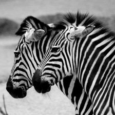 Схема вышивки «№192451»