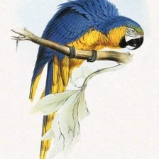 Схема вышивки «Попугай»