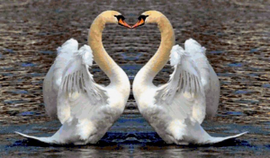 №192680 - лебеди, птицы - предпросмотр