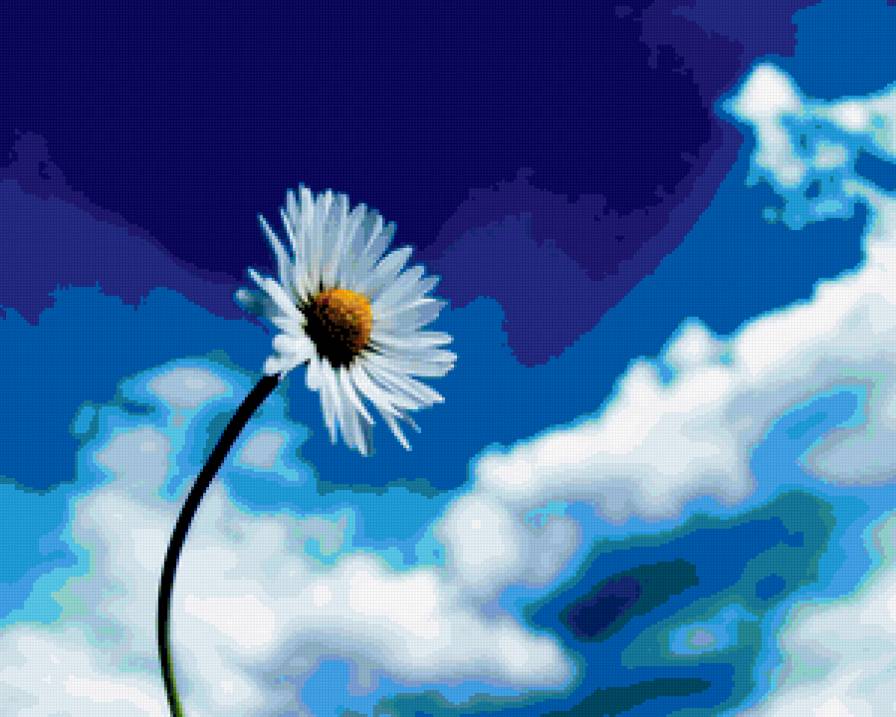 ромашка - ромашка, небо, облака - предпросмотр
