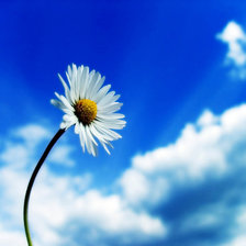 Схема вышивки «ромашка»