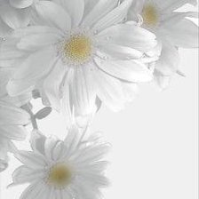 Схема вышивки «ромашки»