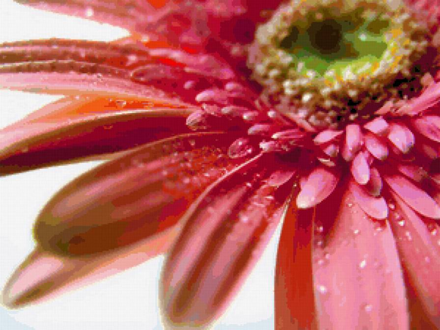 гербера - цветок, гербера - предпросмотр