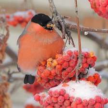 Схема вышивки «Снигири»