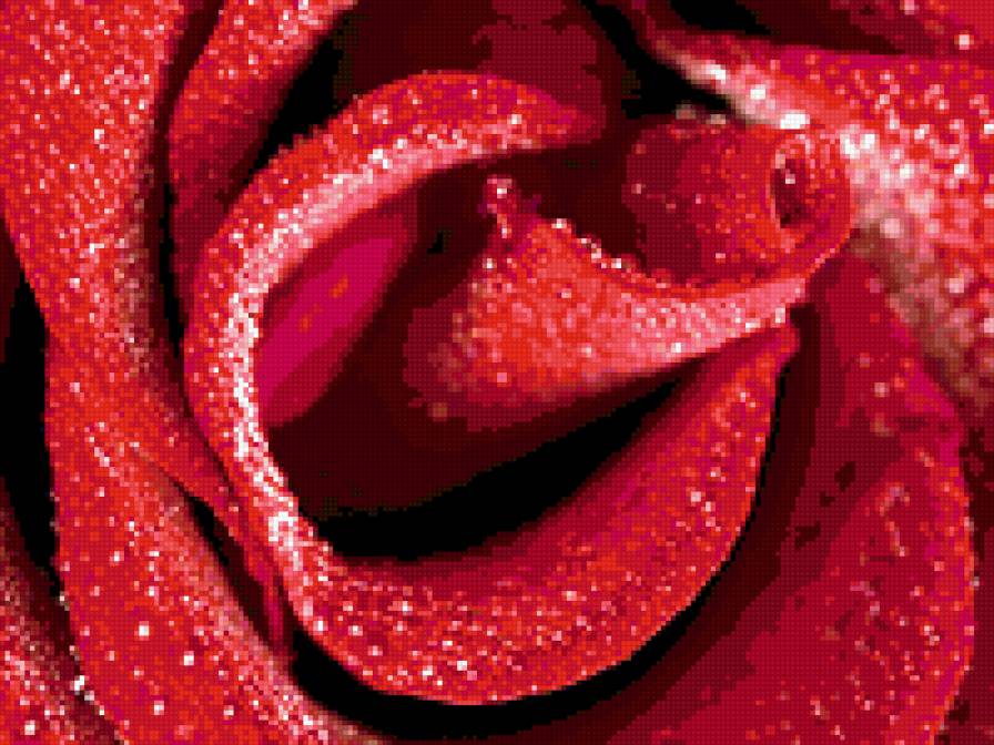 роза красная - предпросмотр