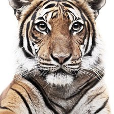 Схема вышивки «№193225»