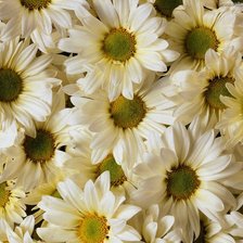 Схема вышивки «Ромашки»