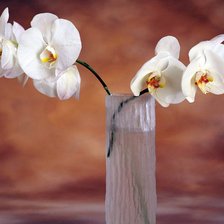 Схема вышивки «Орхидеи»