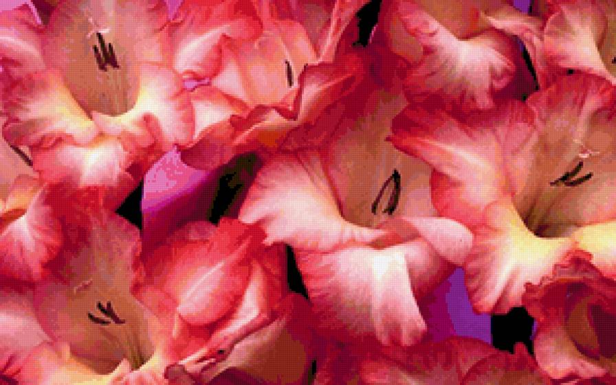 Гладиолусы - цветы, гладиолусы - предпросмотр