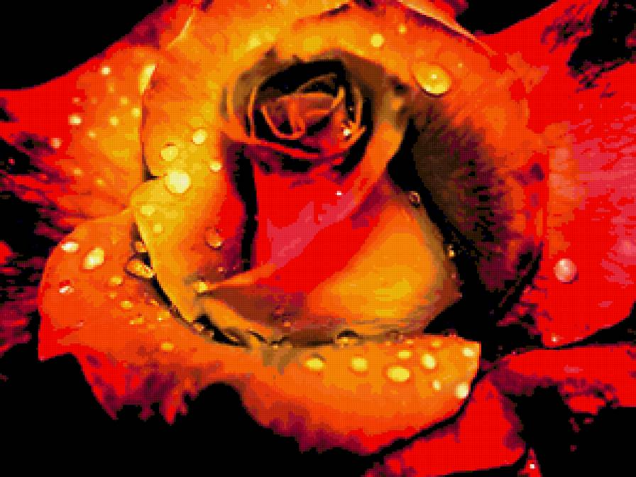 Огненная роза - розы, цветы - предпросмотр