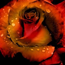 Схема вышивки «Огненная роза»