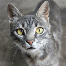 Схема вышивки «котик»