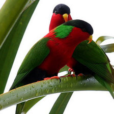 Схема вышивки «Лори»