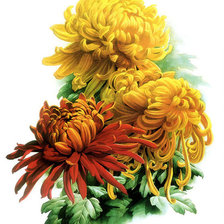 Схема вышивки «хризантемы»