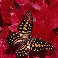 Схема вышивки «№193778»