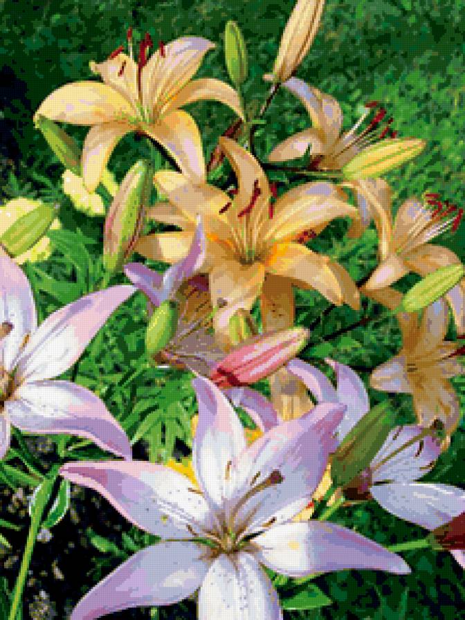 лилии - цветы - предпросмотр