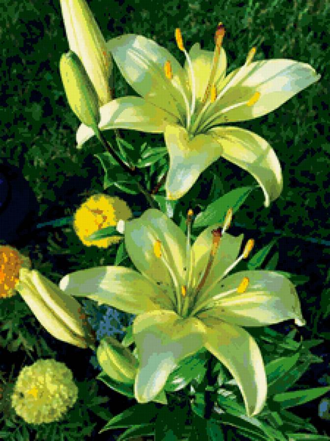 лилии - цветы - предпросмотр