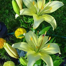 Схема вышивки «лилии»